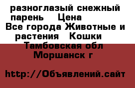 разноглазый снежный парень. › Цена ­ 10 000 - Все города Животные и растения » Кошки   . Тамбовская обл.,Моршанск г.